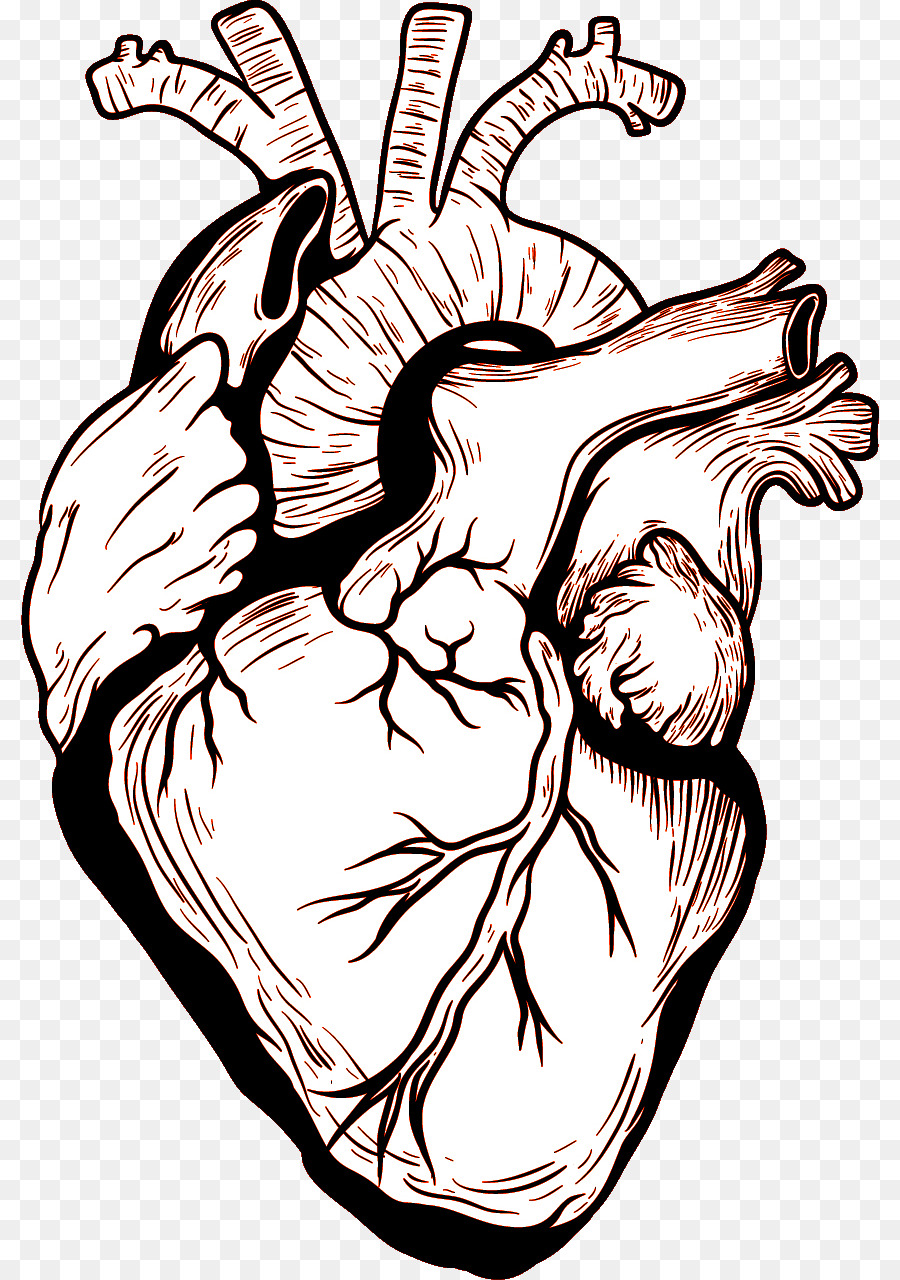 Heart Human body Drawing - heart png download - 858*1280 - Free Transparent  png Download.