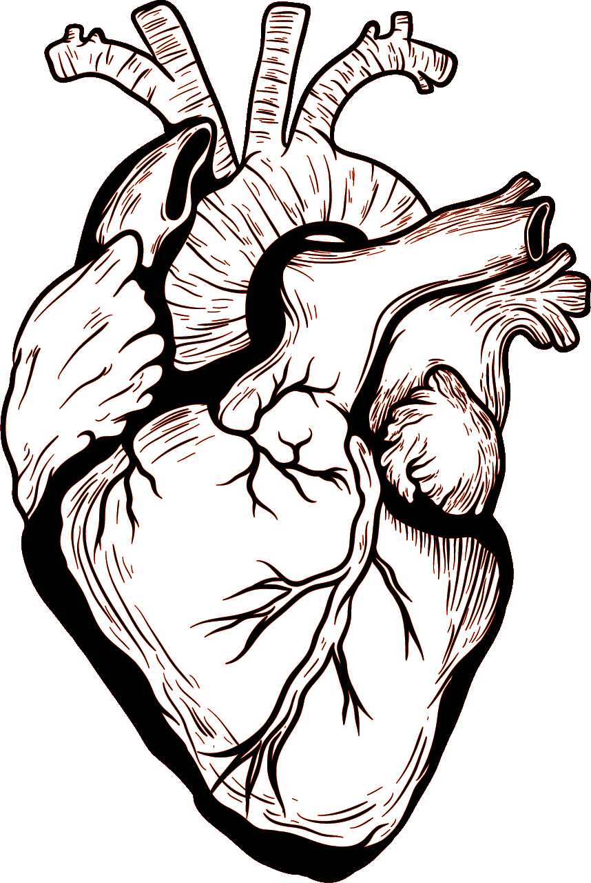 Heart Human Body Drawing Heart Png Download 8581280 Free