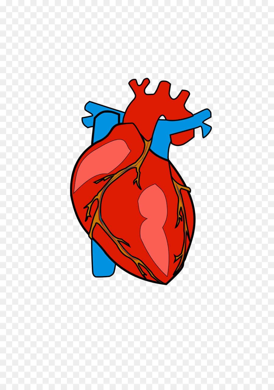 Heart Anatomy Clip art - Heart Body Cliparts png download - 1697*2400 - Free Transparent  png Download.