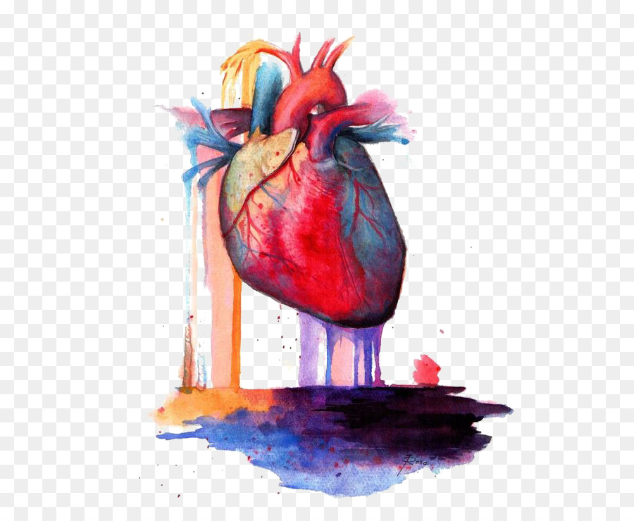 Heart Anatomy Watercolor painting - heart png download - 564*730 - Free Transparent  png Download.
