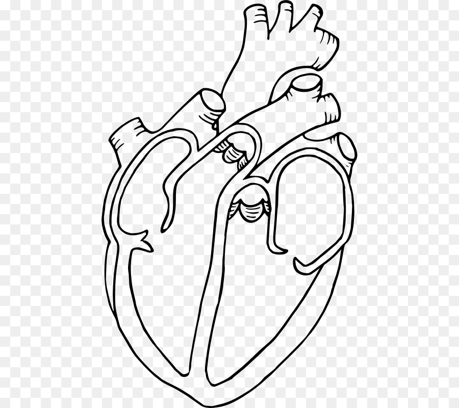 Diagram Heart Drawing Anatomy Clip art - human heart png download - 502*800 - Free Transparent  png Download.