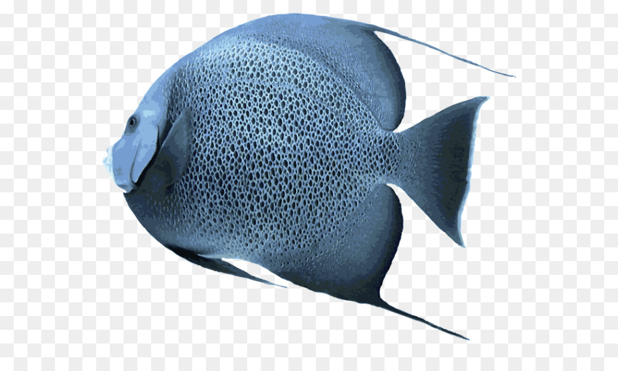 Freshwater angelfish Saltwater fish Clip art - fish tank png download - 639*531 - Free Transparent Fish png Download.