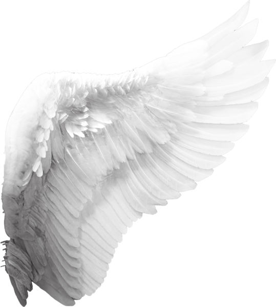 Cherub Angel Wing Clip art angel wings png download