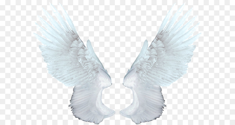 Food Network Magazine Animation - White angel wings PNG png download - 1000*736 - Free Transparent  png Download.