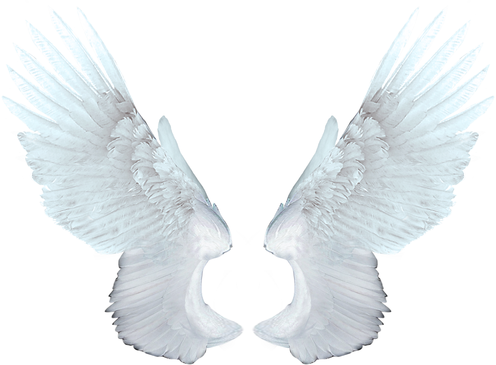 Food Network Magazine Animation - White angel wings PNG png download