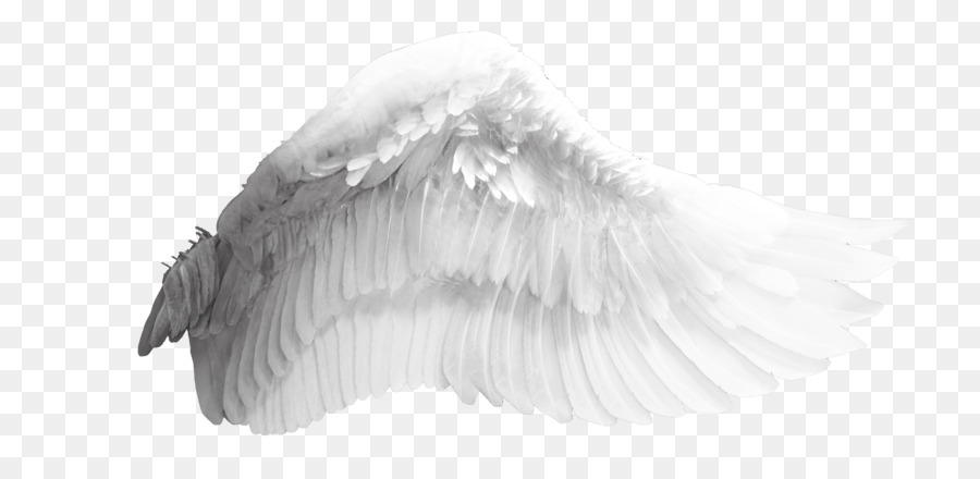 Wing Download Bird - Angel wings png download - 4400*2100 - Free Transparent Wing png Download.