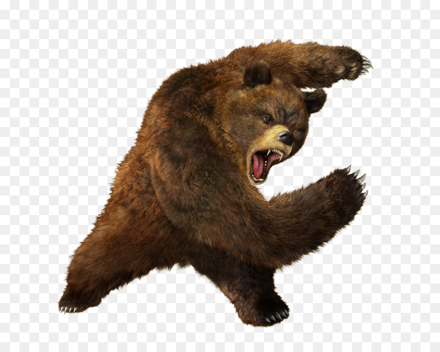 Polar bear Brown bear American black bear - angry Bear png download - 1024*819 - Free Transparent Bear png Download.