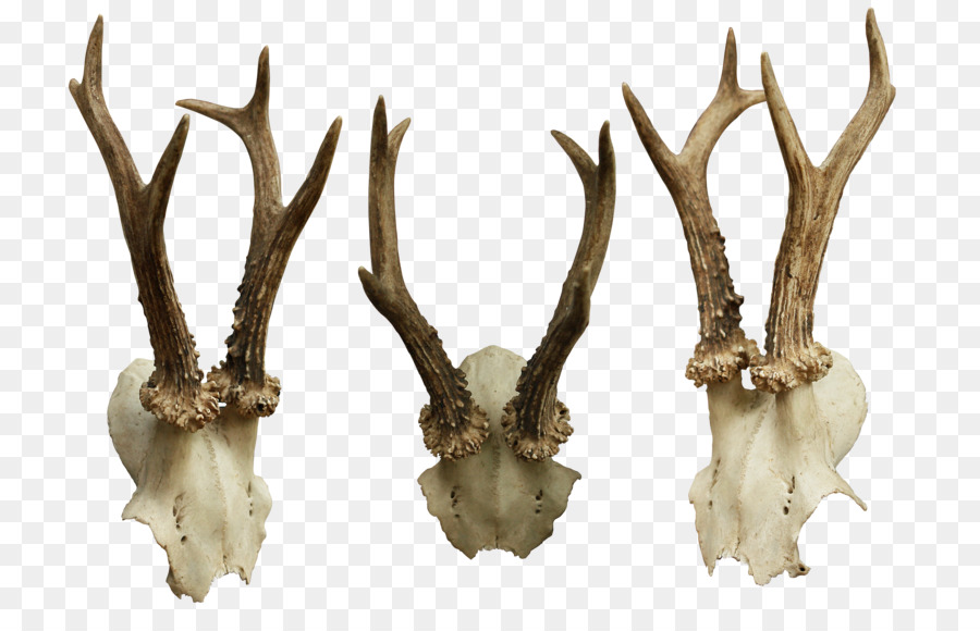 Animal Skulls Bone - skulls png download - 800*563 - Free Transparent Animal Skulls png Download.
