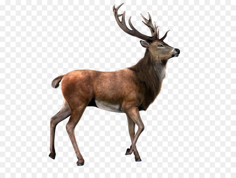 Reindeer Moose Clip art - Deer With Transparent Background PNG png download - 1600*1200 - Free Transparent Deer png Download.