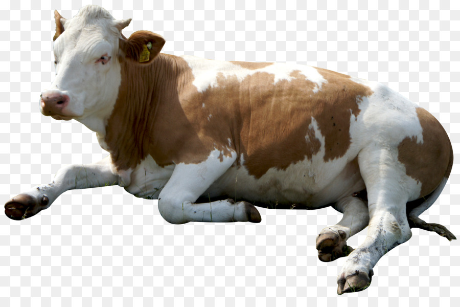 Cattle Clip art - Cow Sitting png download - 3000*1943 - Free Transparent Cattle png Download.