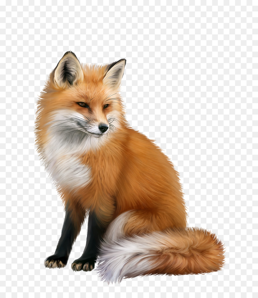 Red fox Portable Network Graphics Animal Computer Icons - fox png download - 773*1024 - Free Transparent RED Fox png Download.