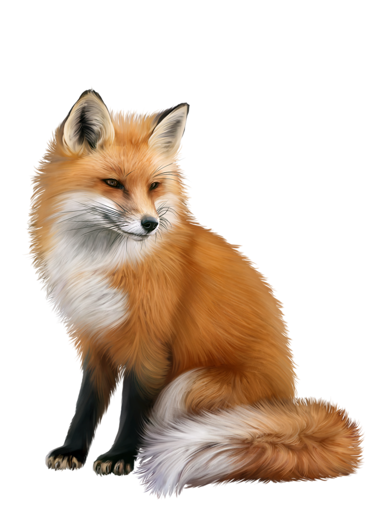 Red fox Portable Network Graphics Animal Computer Icons - fox png