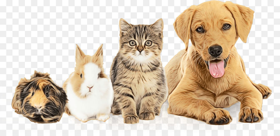 Dog Pet adoption Prince William County Animal Shelter -  png download - 1524*730 - Free Transparent Dog png Download.