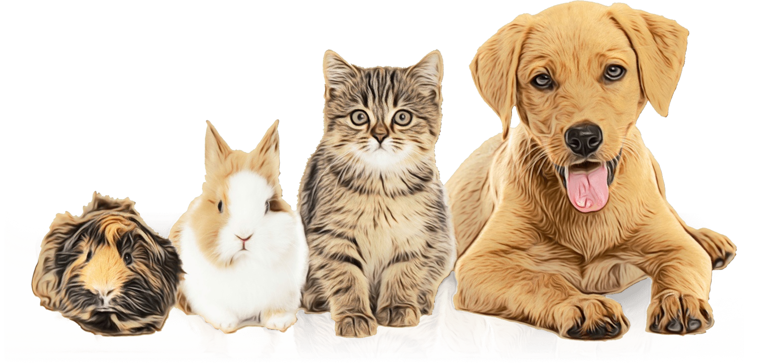 Dog Pet adoption Prince William County Animal Shelter - png download -  1524*730 - Free Transparent Dog png Download. - Clip Art Library