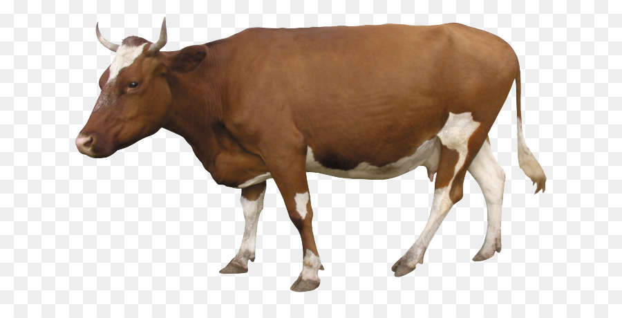 Southern Yellow cattle Domestic animal Alibaba Group Veterinary medicine - Cow png download - 760*444 - Free Transparent Southern Yellow Cattle png Download.