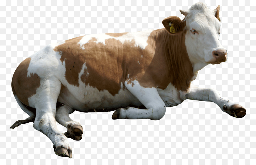 Dairy cattle Sticker Mycotoxin - eid ul adha animals png cow png download - 3098*1943 - Free Transparent Dairy Cattle png Download.