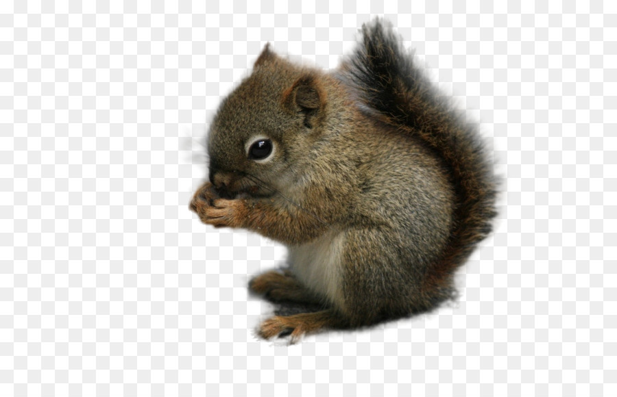 Squirrel Rodent Chipmunk Animal - squirrel png download - 1024*640 - Free Transparent Squirrel png Download.