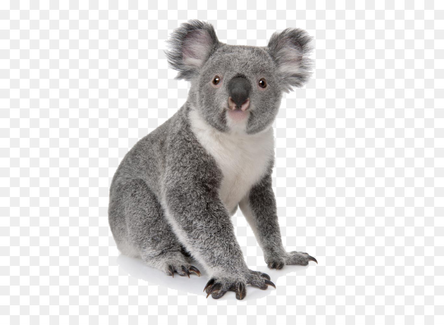 Koala Learn to Draw Zoo Animals: Step-by-step Instructions for More Than 25  Zoo Animals Bear  - koala png download - 600*654 - Free  Transparent Koala png Download. - Clip Art Library