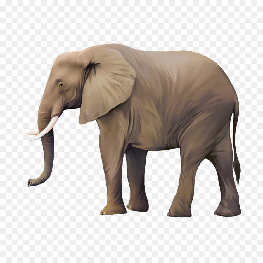 Animal Illustrator Illustration - Real elephant png download - 4724*4724 - Free Transparent Animal png Download.