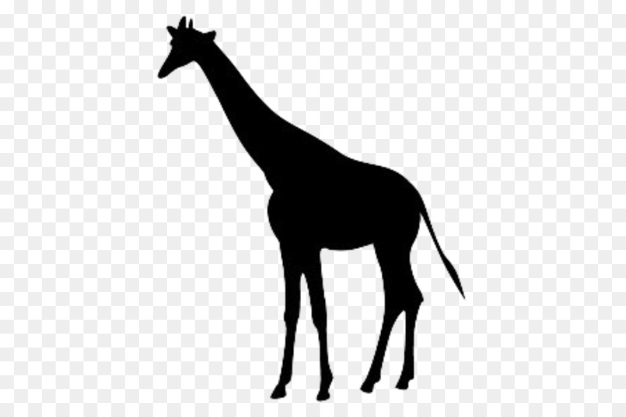 Giraffe Clip art Mane Silhouette Vector graphics - giraffe png download - 600*600 - Free Transparent Giraffe png Download.