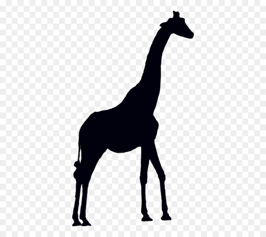 Giraffe Vector graphics Clip art Antelope Animal Silhouettes - giraffe png download - 800*800 - Free Transparent Giraffe png Download.