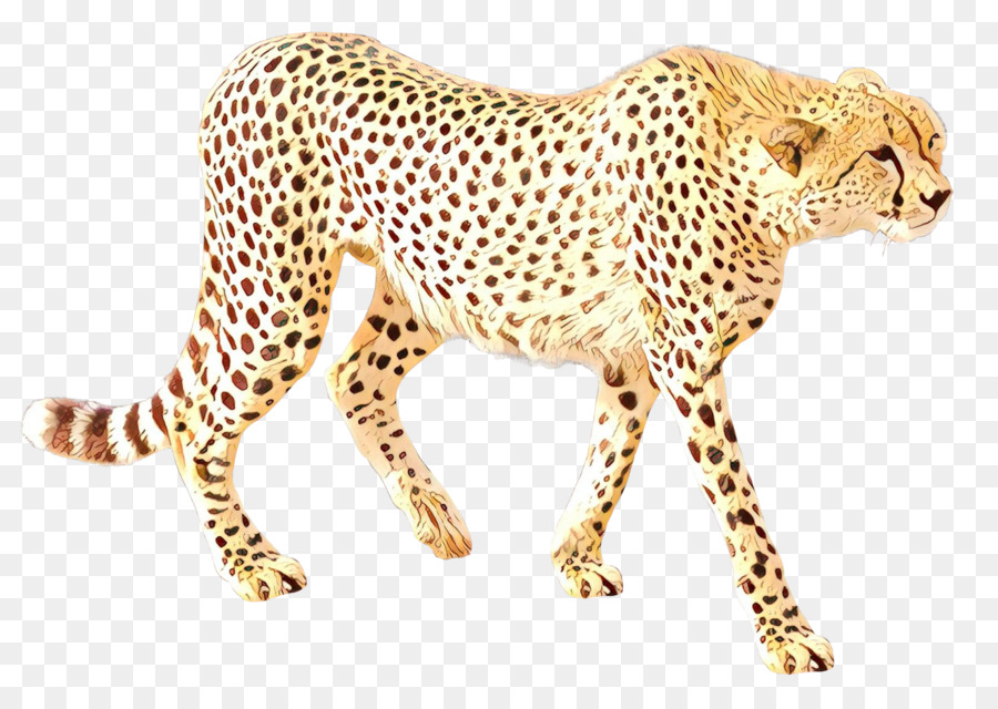 Cheetah Leopard Cat Jaguar Terrestrial animal -  png download - 1600*1103 - Free Transparent Cheetah png Download.