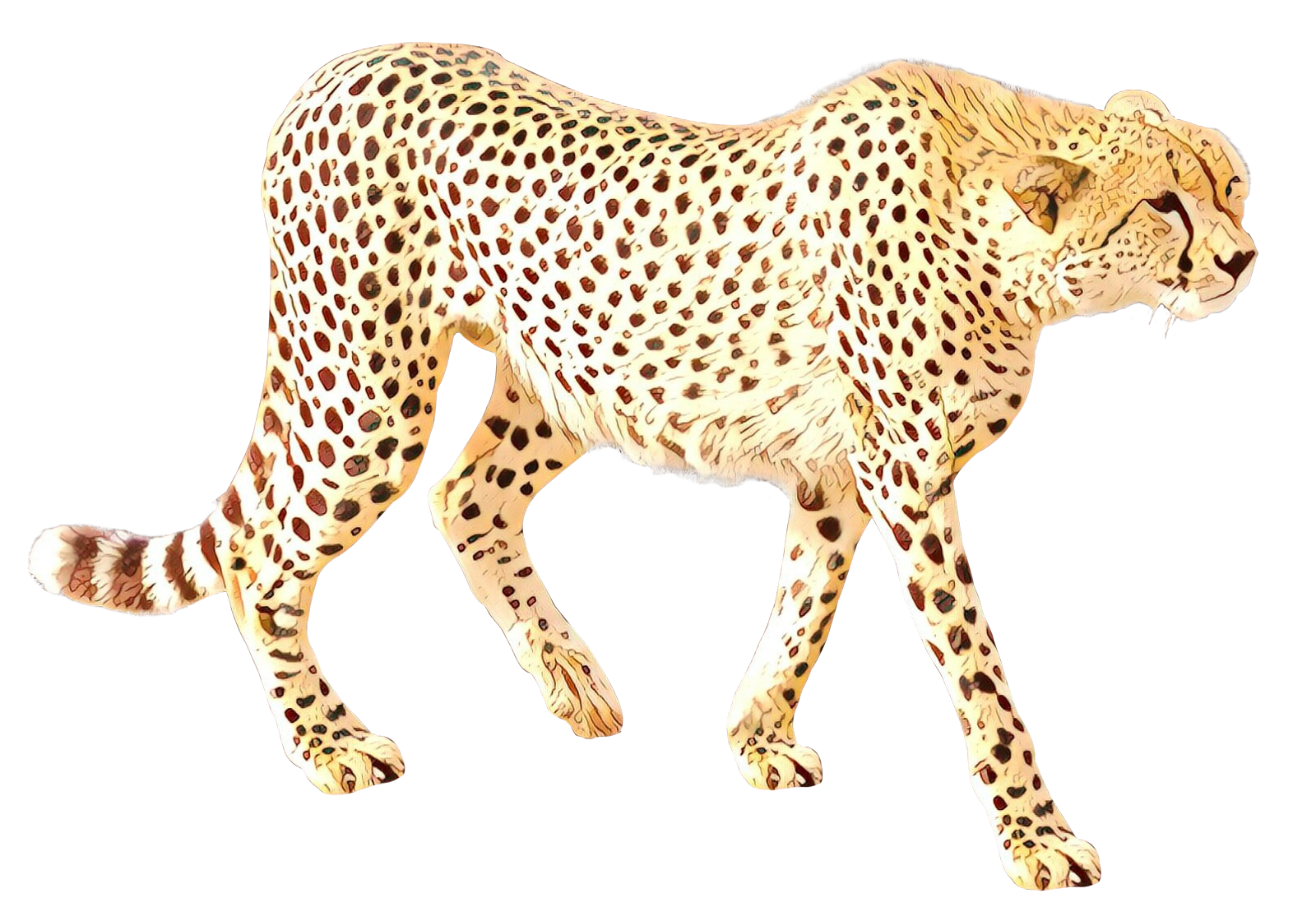 Cheetah Leopard Cat Jaguar Terrestrial animal - png download - 1600*1103 -  Free Transparent Cheetah png Download. - Clip Art Library