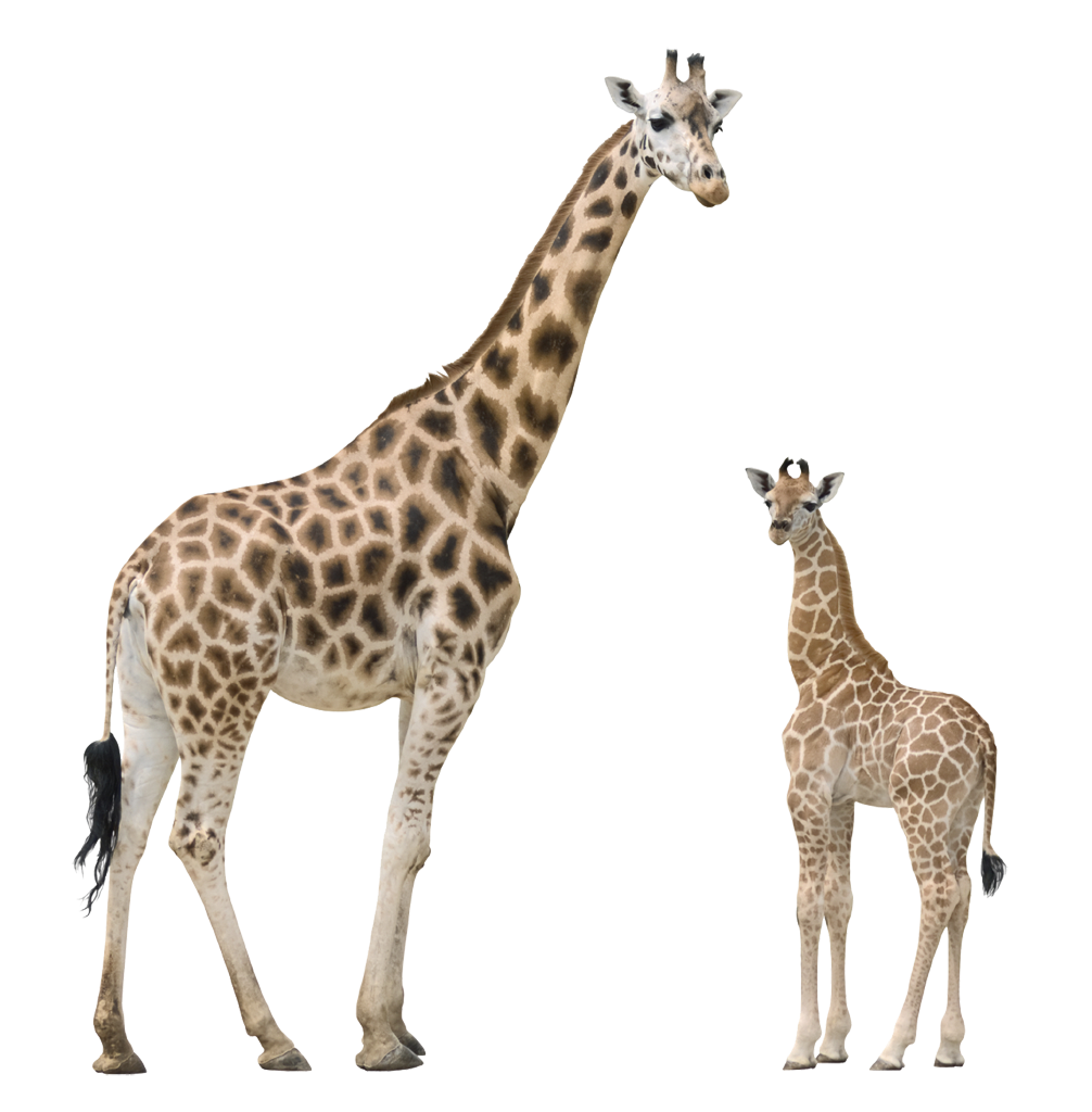 giraffe transparent background
