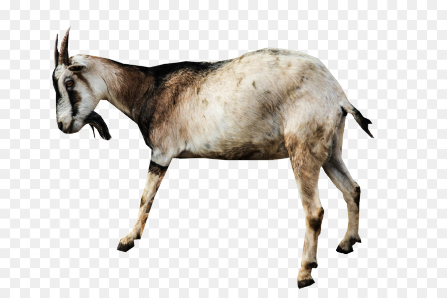 Goat Sheep Animal - goat png download - 5616*3744 - Free Transparent Goat png Download.