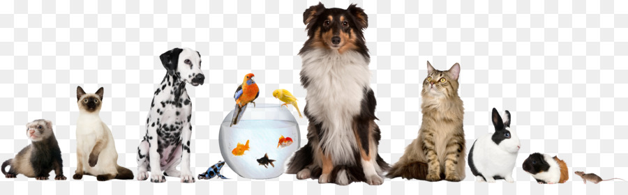 Pet sitting Dog daycare Cat - animals png download - 2349*696 - Free Transparent Pet Sitting png Download.