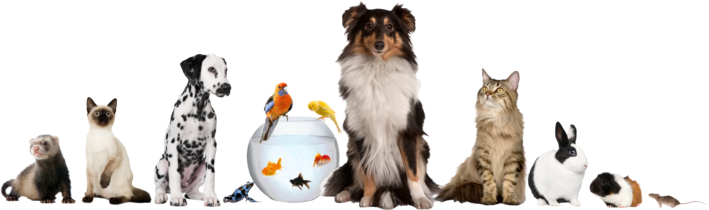 Pet sitting Dog daycare Cat - animals png download - 2349*696 - Free