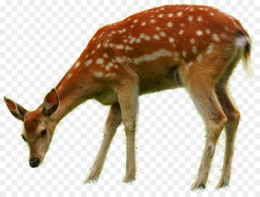 Bambi Thumper Deer Faline - wild animals png download - 1024*767 - Free Transparent Bambi png Download.