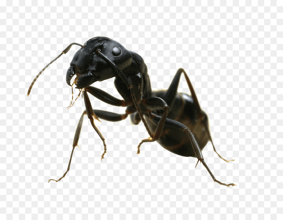 Black garden ant Termite Pest Control Nuptial flight - nest png download - 1186*912 - Free Transparent Ant png Download.