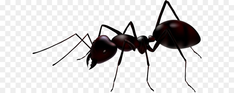 Ant Royalty-free Stock photography Illustration - ant PNG png download - 1351*744 - Free Transparent Ant png Download.