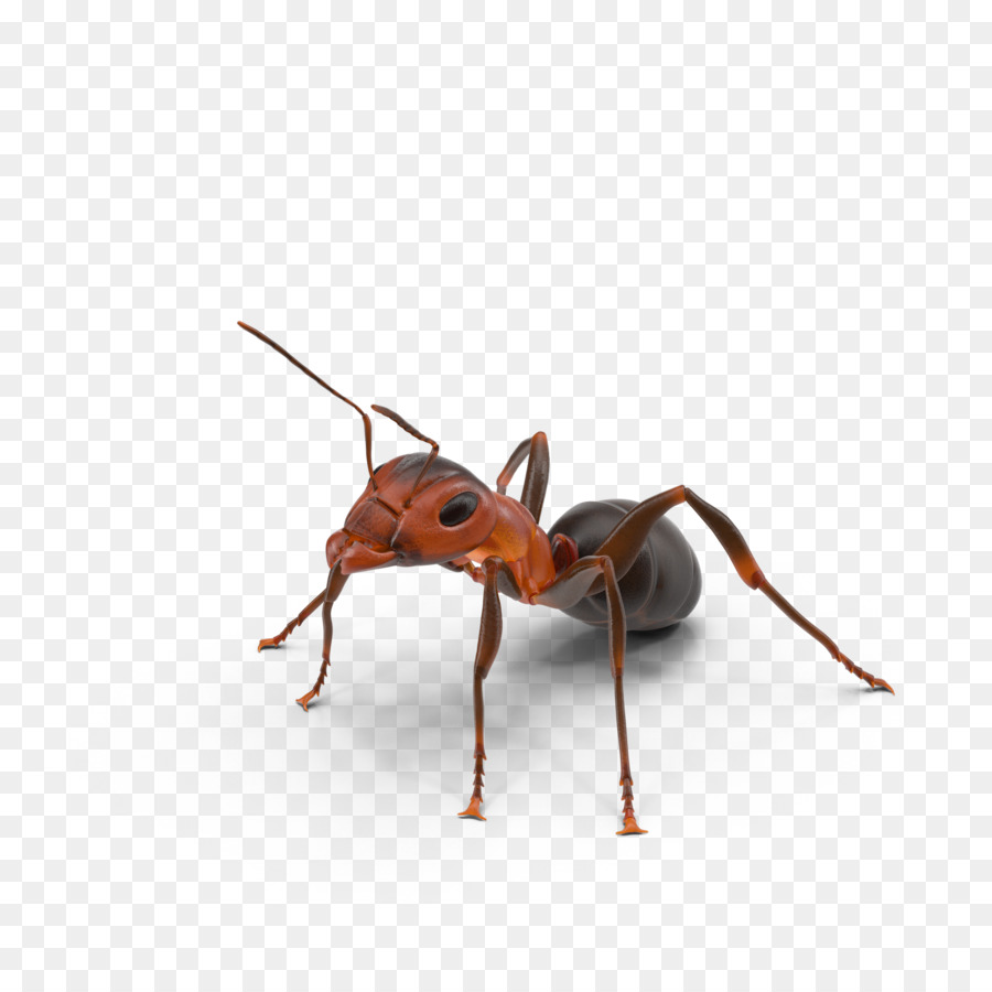 Ant Texas Insect - ants png download - 2048*2048 - Free Transparent Ant png Download.