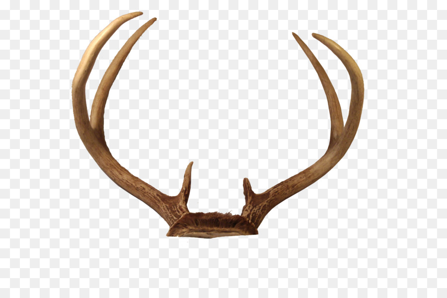Reindeer Horn Antler - Transparent Deer Antlers PNG png download - 800*600 - Free Transparent Deer png Download.