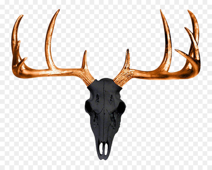 White-tailed deer Antler Wall decal Skull - antlers png download - 1182*941 - Free Transparent Deer png Download.