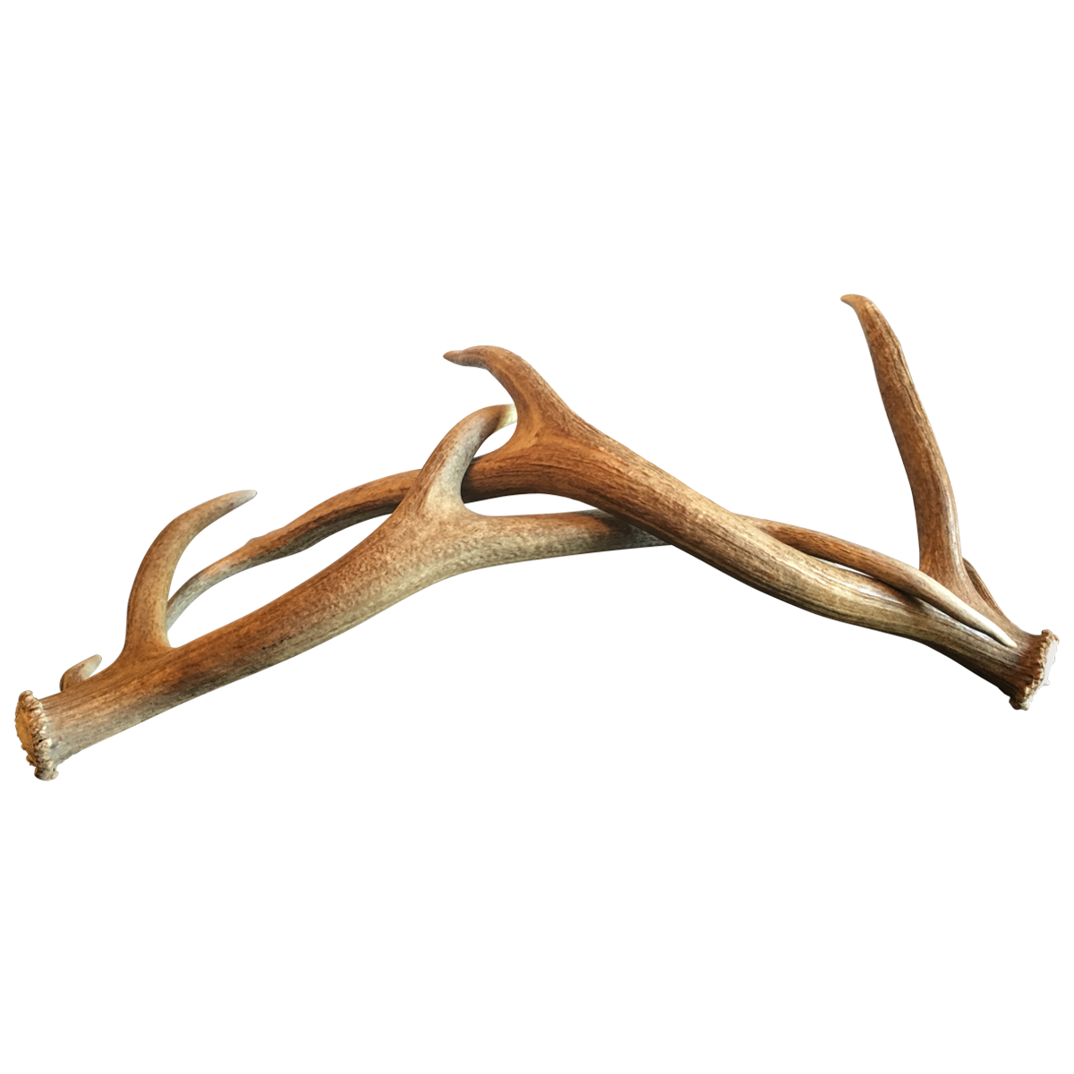 Deer Antler Horn Wood - antlers png download - 1200*1200 - Free