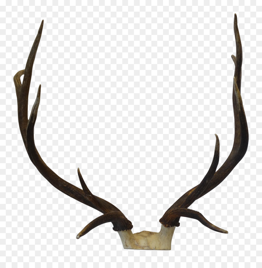 Elk Trophy hunting Antler -  png download - 3560*3578 - Free Transparent Elk png Download.