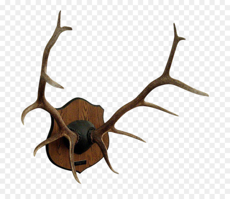 Red deer Antler Elk Moose - deer png download - 820*761 - Free Transparent Deer png Download.