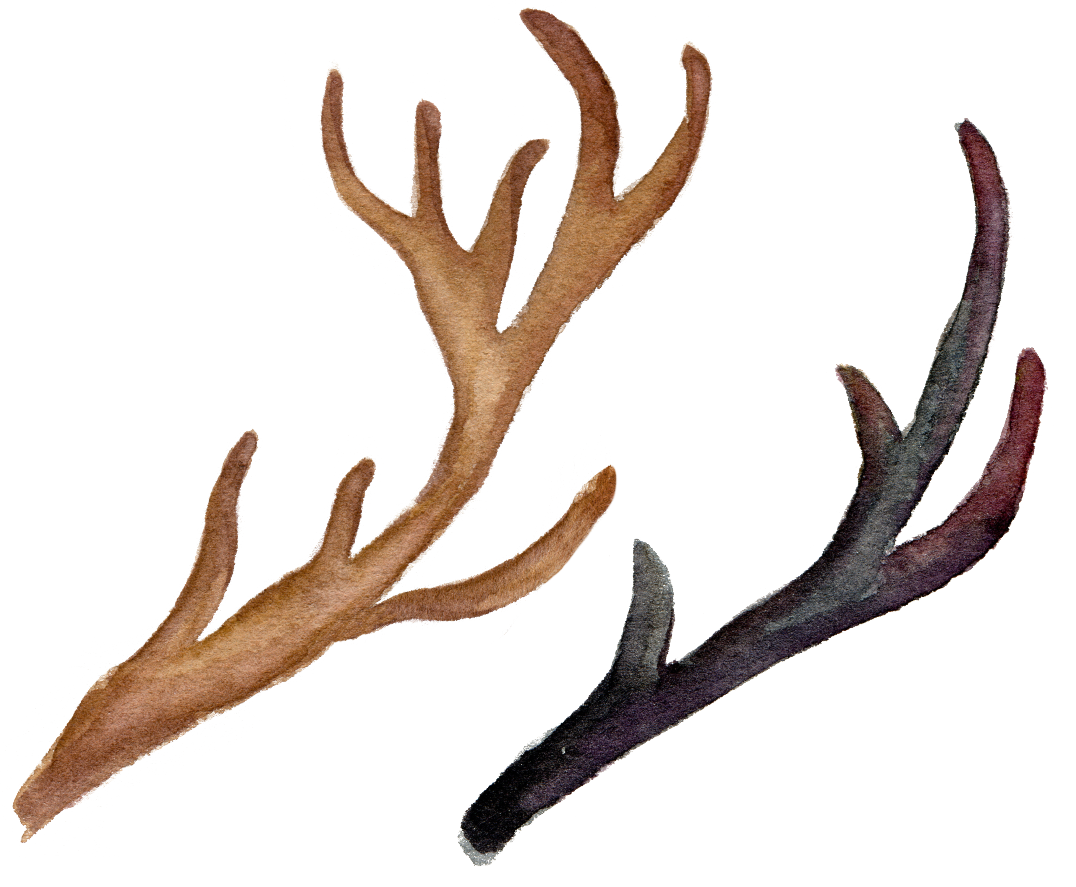 Reindeer Antler Flower Logo - Hand-painted watercolor antlers png