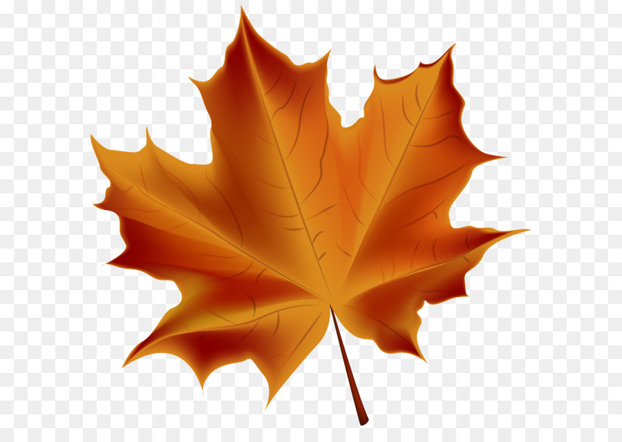 Autumn leaf color - Beautiful Red Autumn Leaf Transparent PNG Clip Art Image png download - 7000*6697 - Free Transparent Autumn Leaf Color png Download.