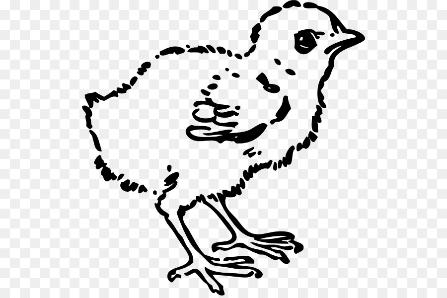 Chicken Black and white Clip art - Picture Of Baby Chick png download - 570*595 - Free Transparent Chicken png Download.