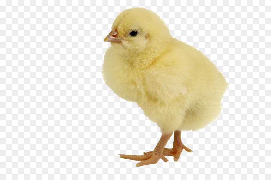 Chicken meat Duck Infant - Single Baby Chicken Png png download - 3880*2580 - Free Transparent Chicken png Download.