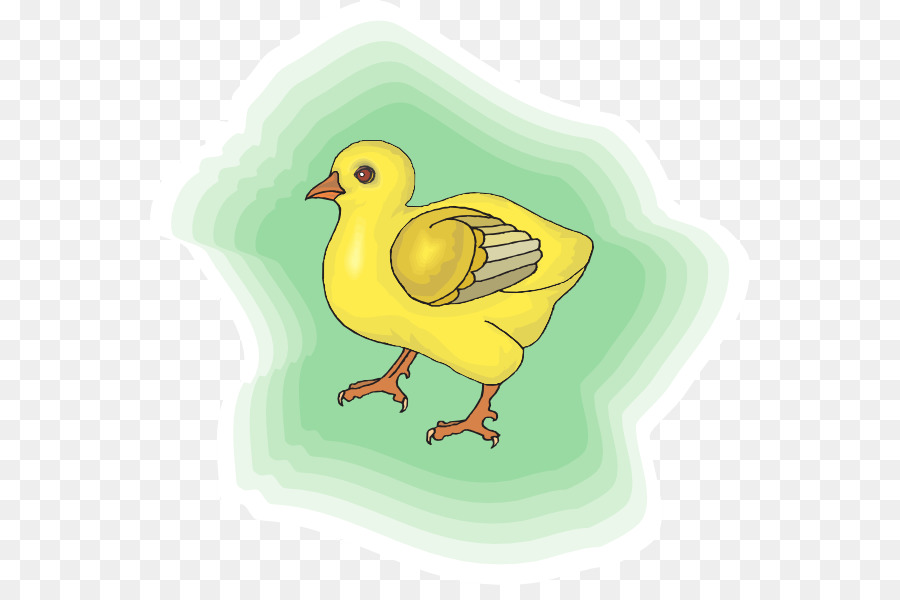 Chicken - Baby Chick png download - 600*585 - Free Transparent Chicken png Download.