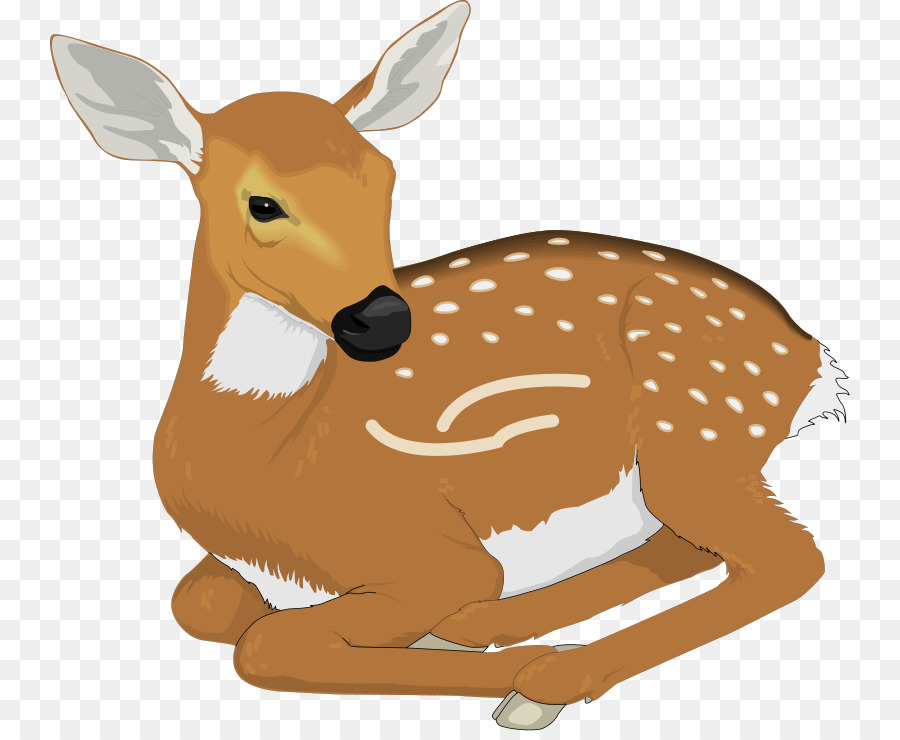 White-tailed deer Clip art - Nebraska Animal Cliparts png download - 800*731 - Free Transparent Deer png Download.