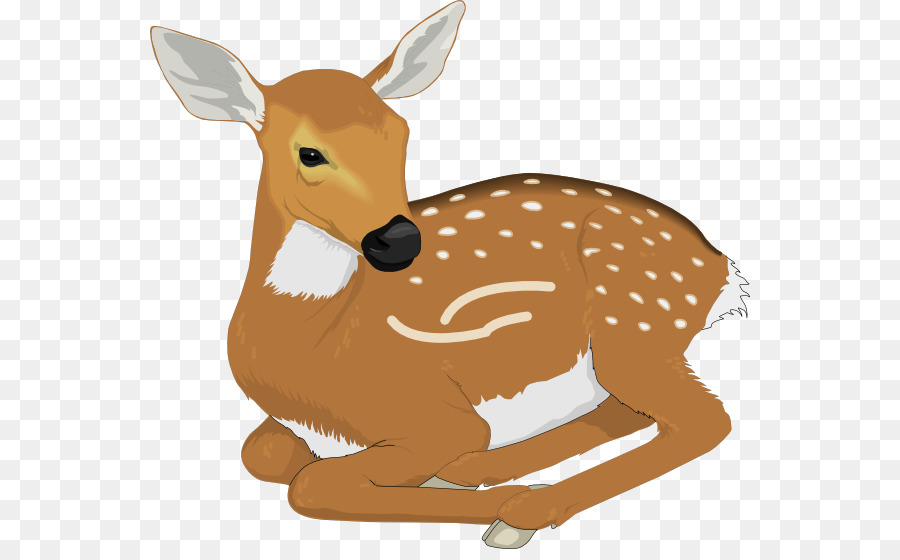 White-tailed deer Fawn Clip art - baby vector png download - 600*549 - Free Transparent Deer png Download.