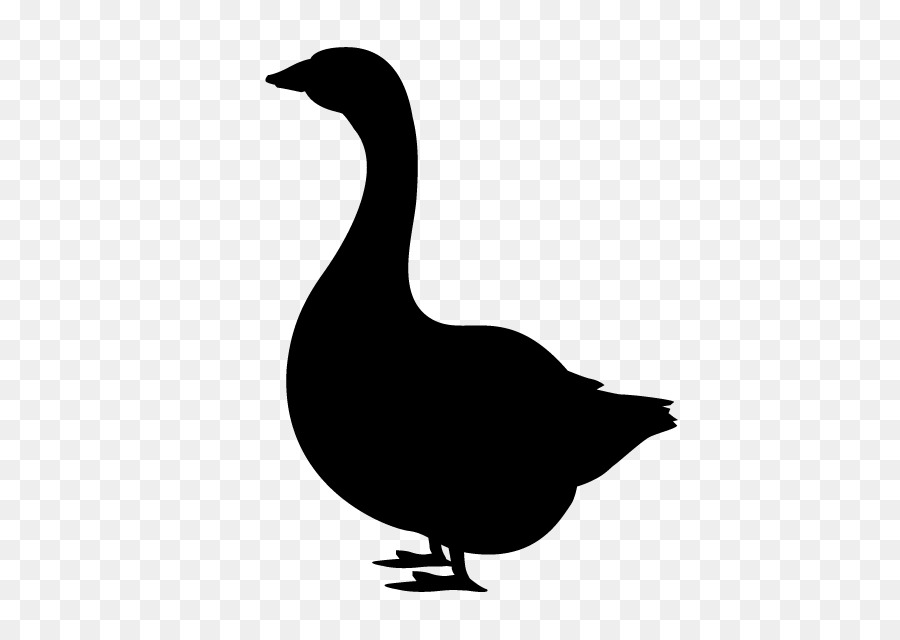 Domestic duck Silhouette Goose Clip art - illustrations png download - 640*640 - Free Transparent Duck png Download.