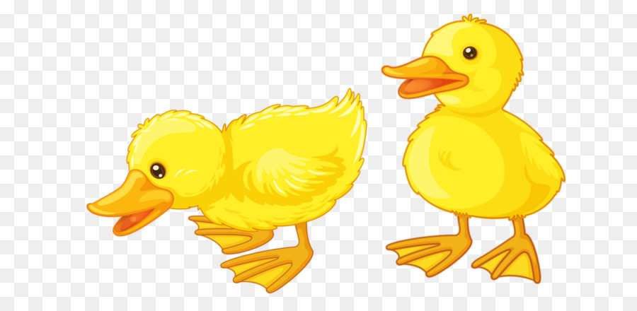 Baby Ducks Baby Duckling Clip art - duck png download - 698*429 - Free Transparent Duck png Download.
