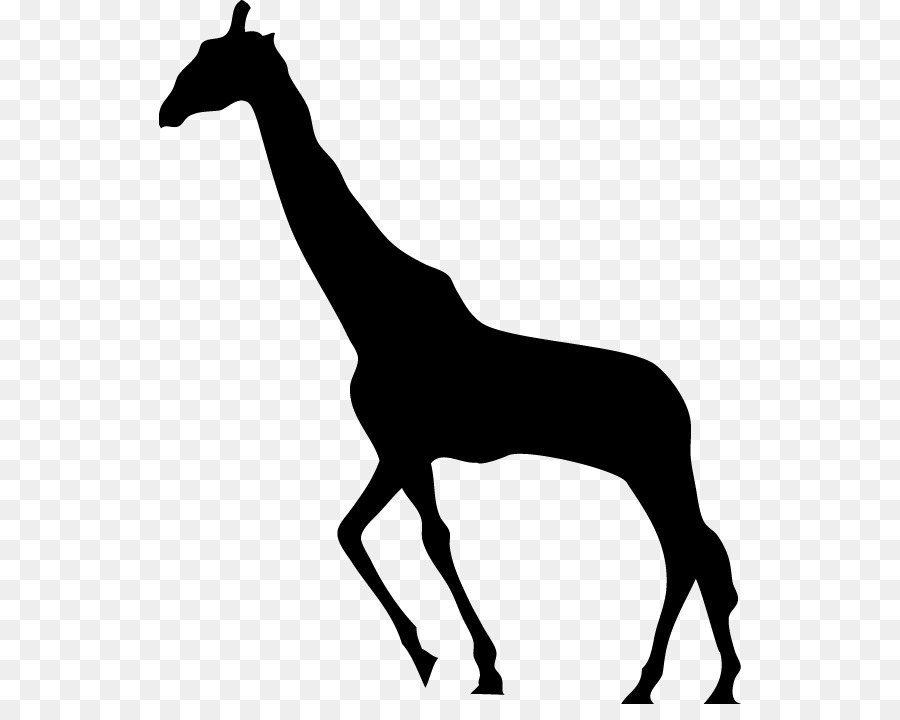Giraffe Silhouette - giraffe png download - 582*704 - Free Transparent Giraffe png Download.